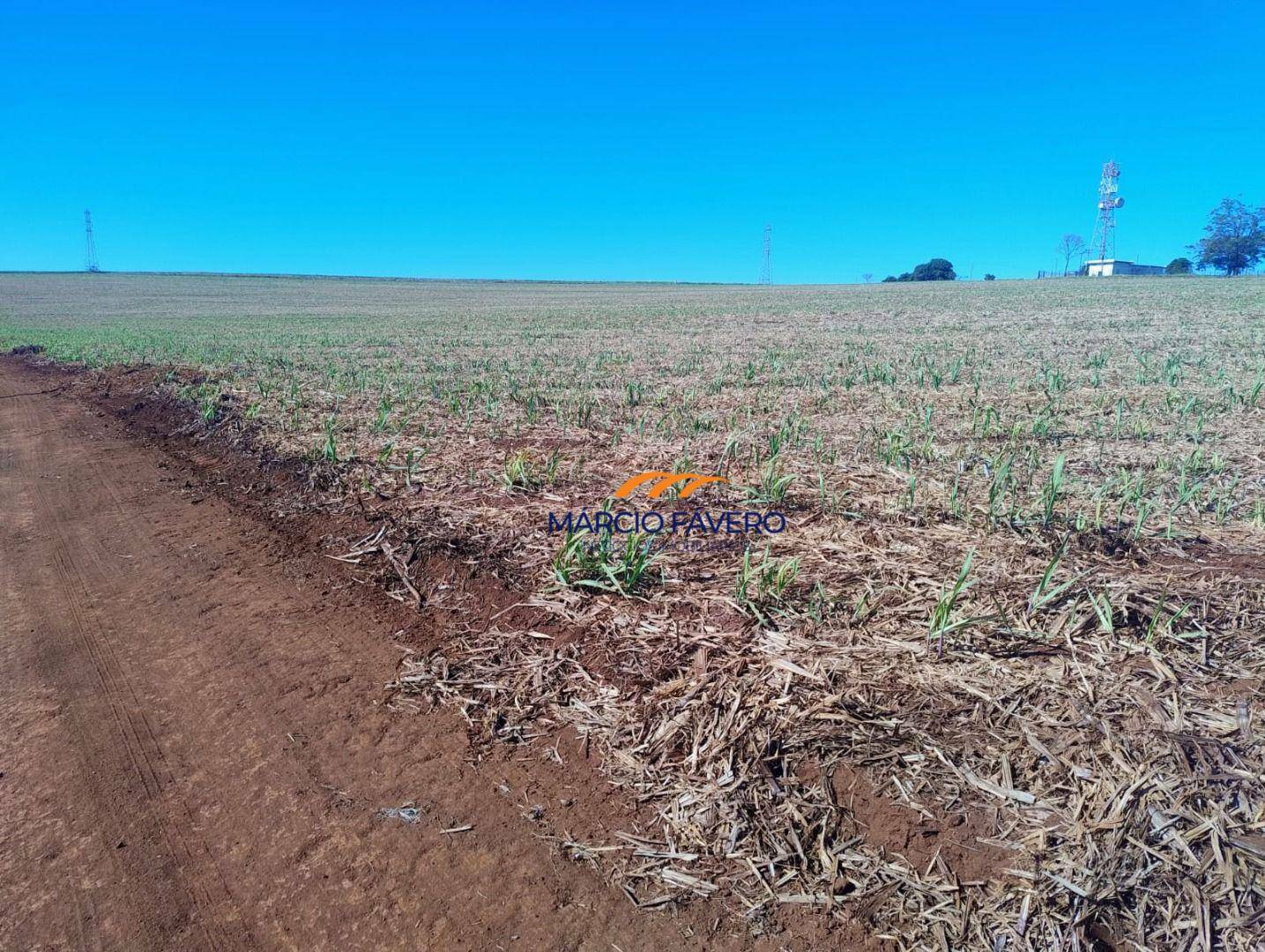 Fazenda-Sítio-Chácara, 298 hectares - Foto 10