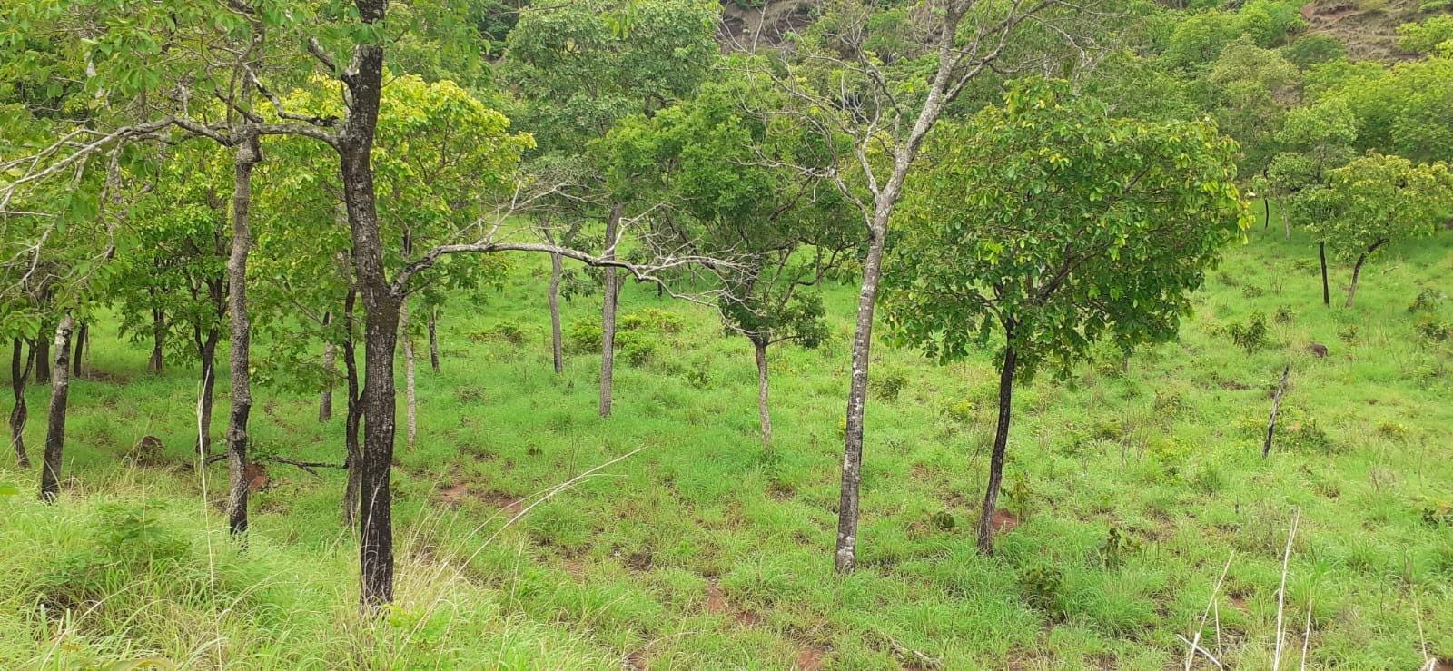 Fazenda à venda com 3 quartos, 10m² - Foto 14