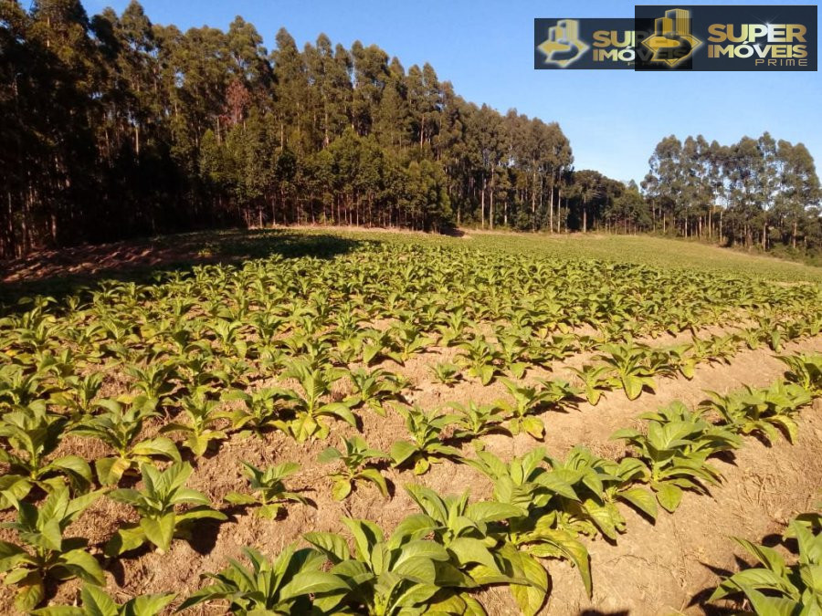 Fazenda à venda com 2 quartos, 450000m² - Foto 18