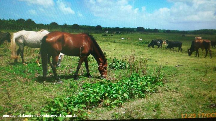 Fazenda à venda com 3 quartos, 170m² - Foto 20