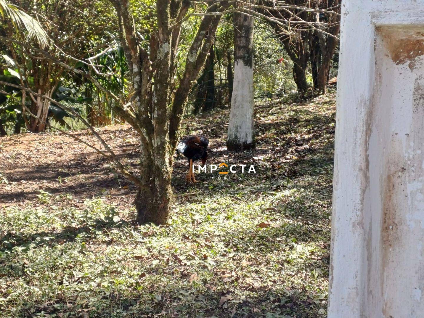Chácara à venda com 2 quartos, 10500M2 - Foto 24