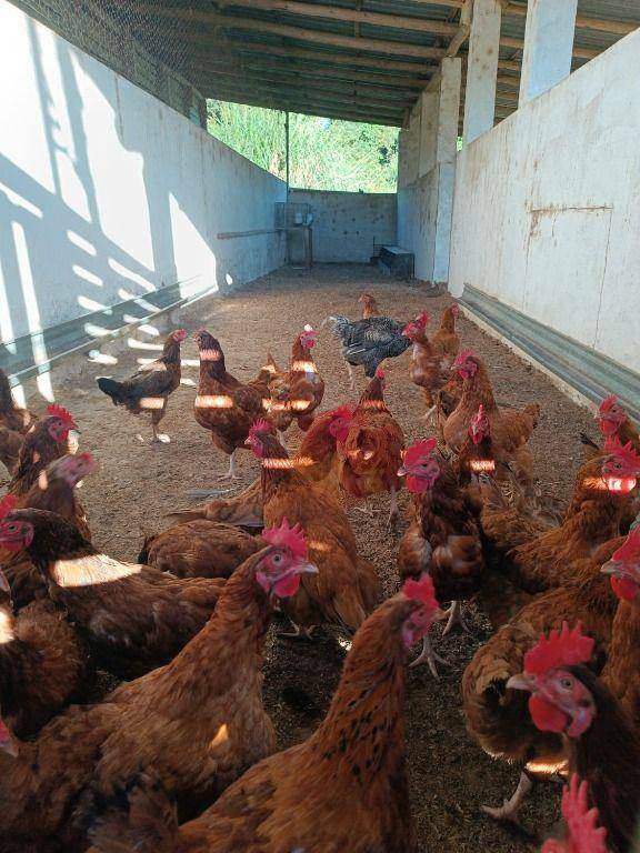 Sítio, 10 hectares - Foto 30