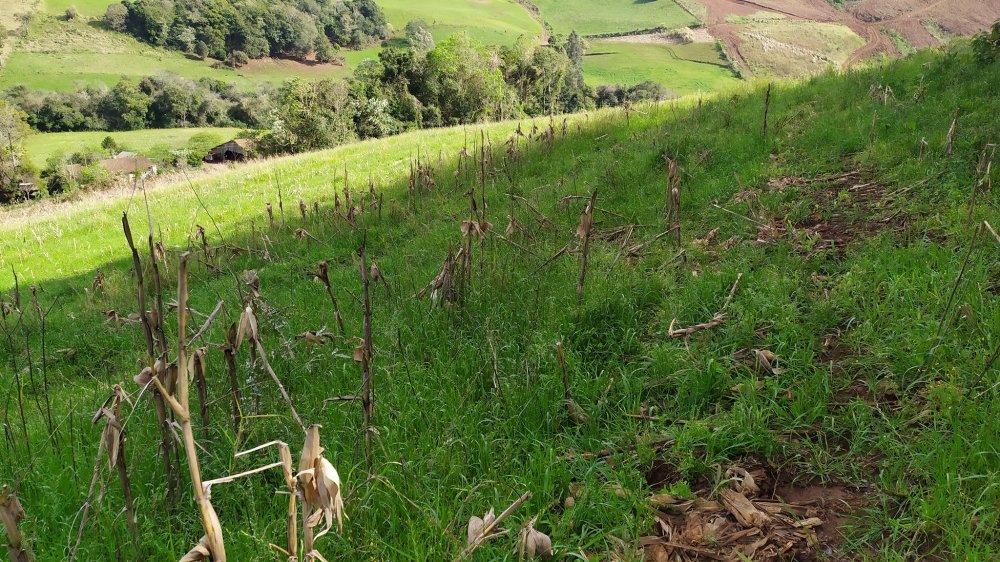 Fazenda à venda com 4 quartos, 12m² - Foto 8