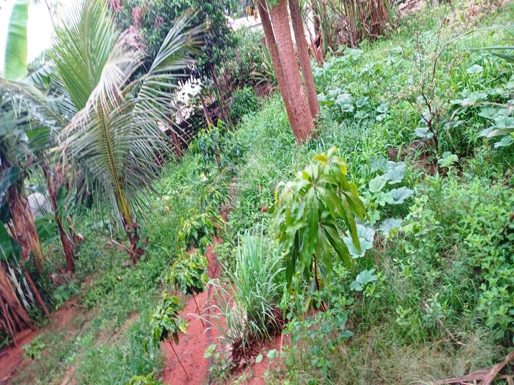 Fazenda à venda com 3 quartos, 1890m² - Foto 12