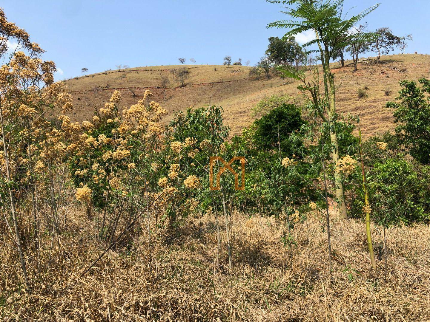 Sítio à venda com 3 quartos, 17000M2 - Foto 14