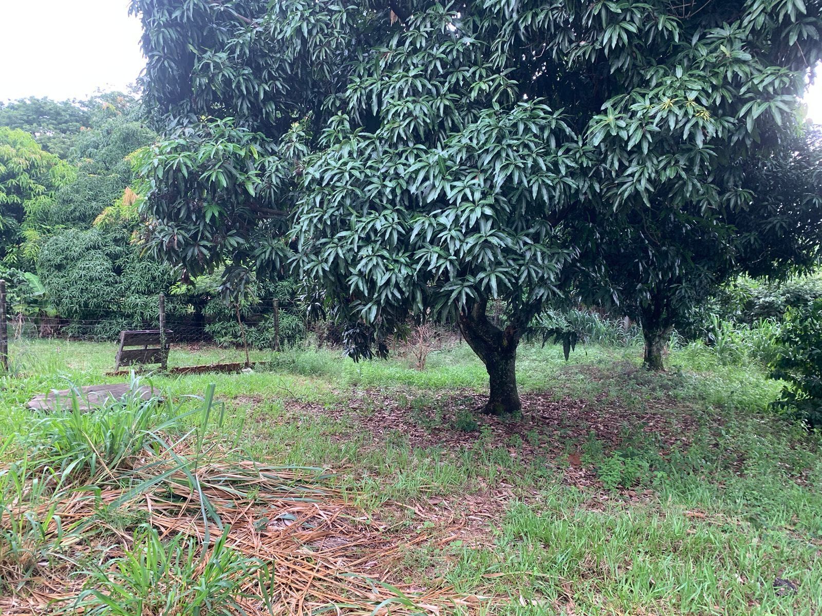 Fazenda à venda com 4 quartos, 5000m² - Foto 16