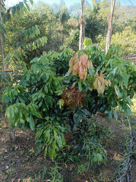 Sítio, 10 hectares - Foto 46