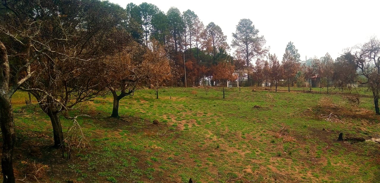 Sítio, 2 quartos, 5 hectares - Foto 7