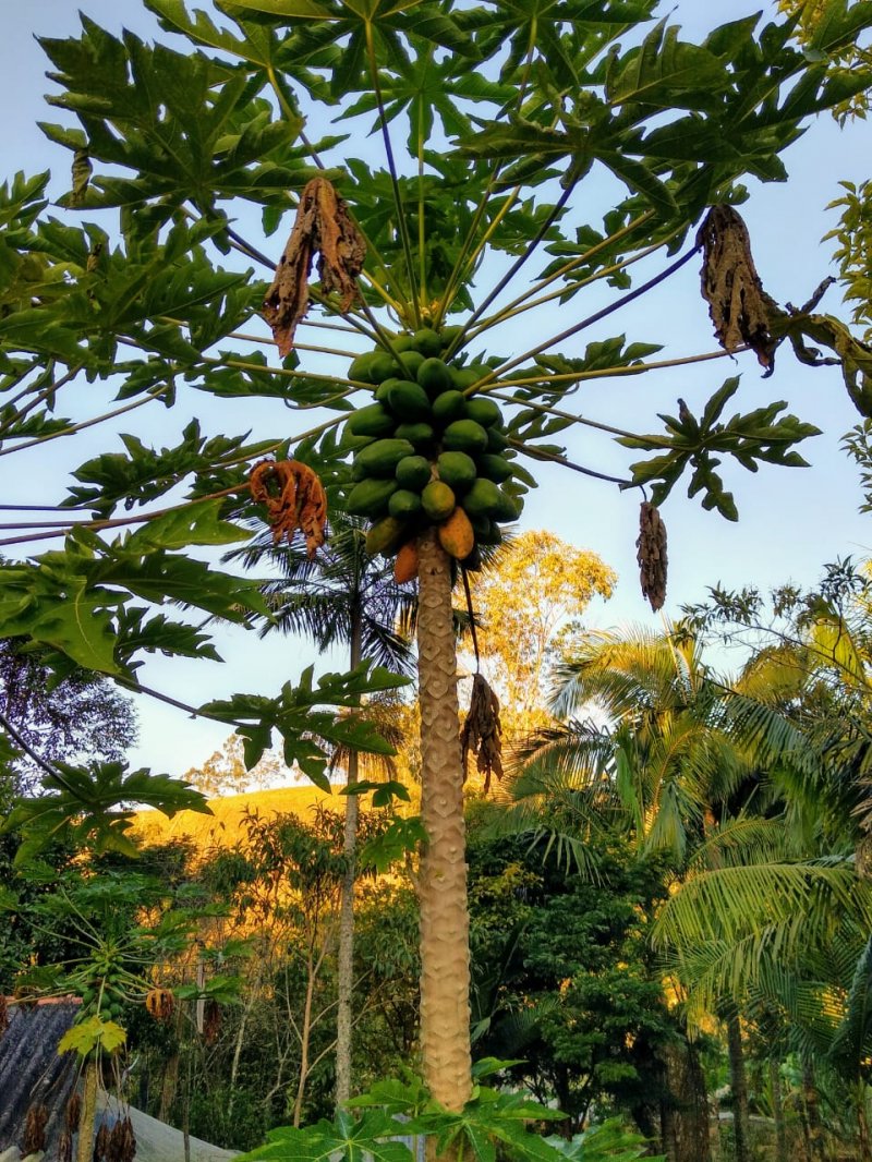 Fazenda à venda com 2 quartos, 120m² - Foto 7