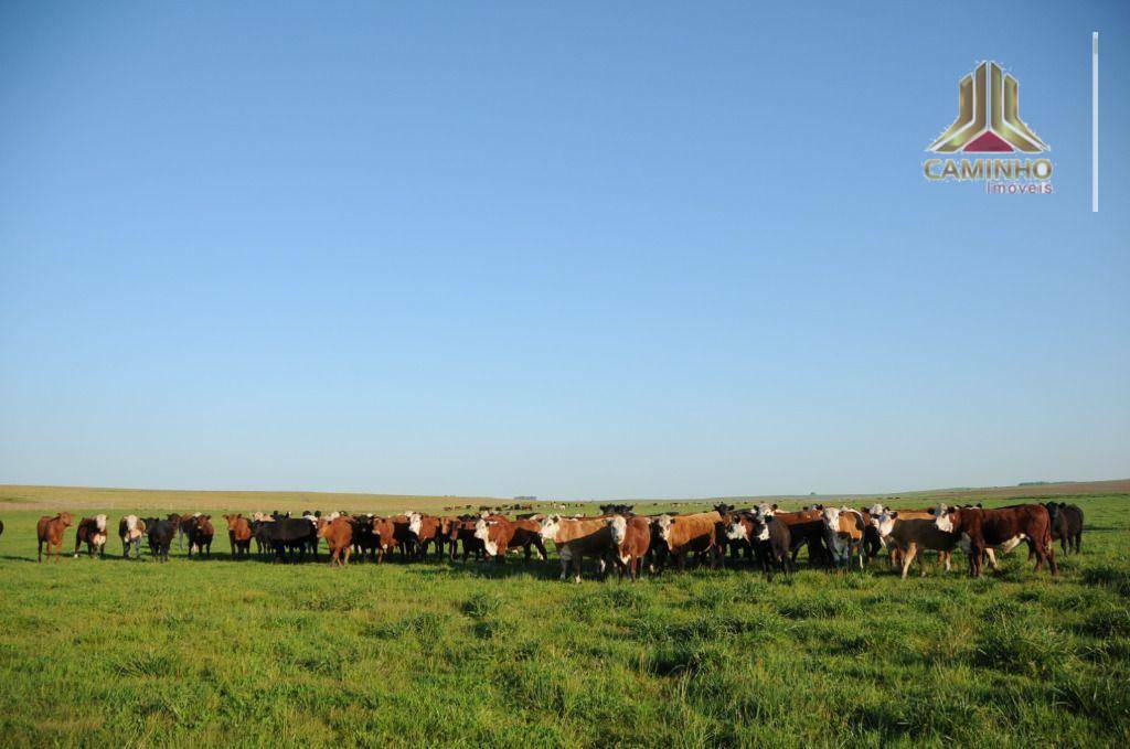 Fazenda à venda com 5 quartos, 33455000M2 - Foto 40