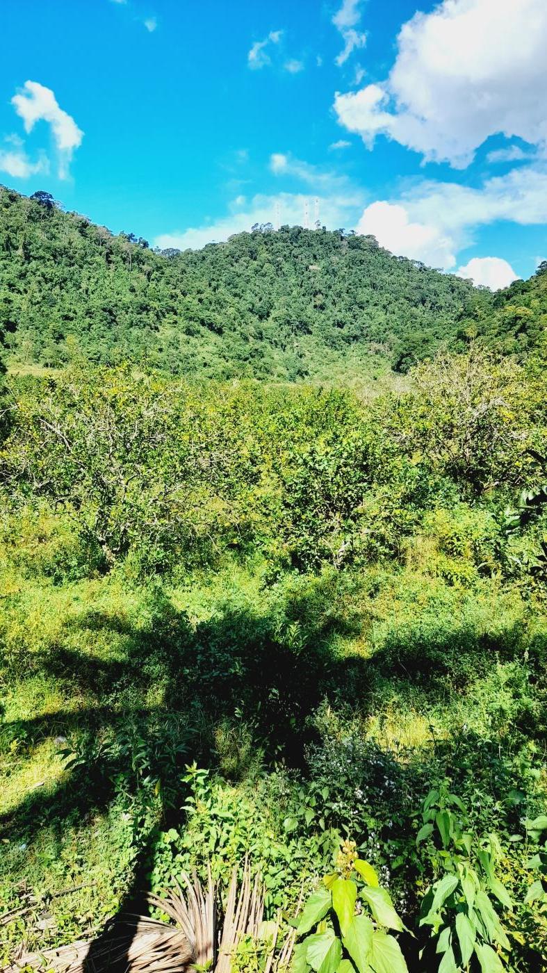 Fazenda à venda com 2 quartos, 17m² - Foto 18