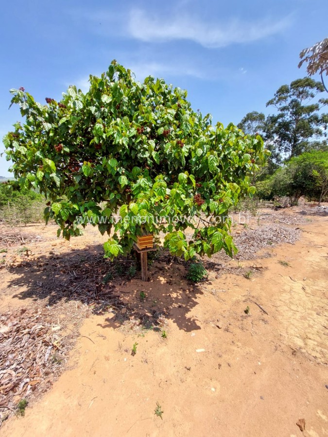 Chácara, 6500 m² - Foto 4