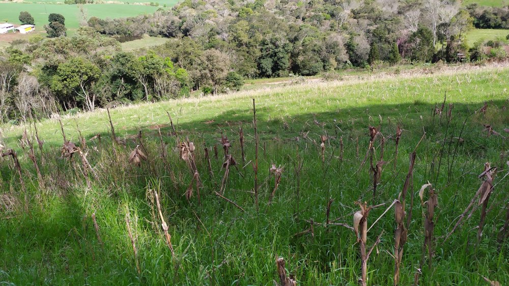 Fazenda à venda com 4 quartos, 12m² - Foto 6