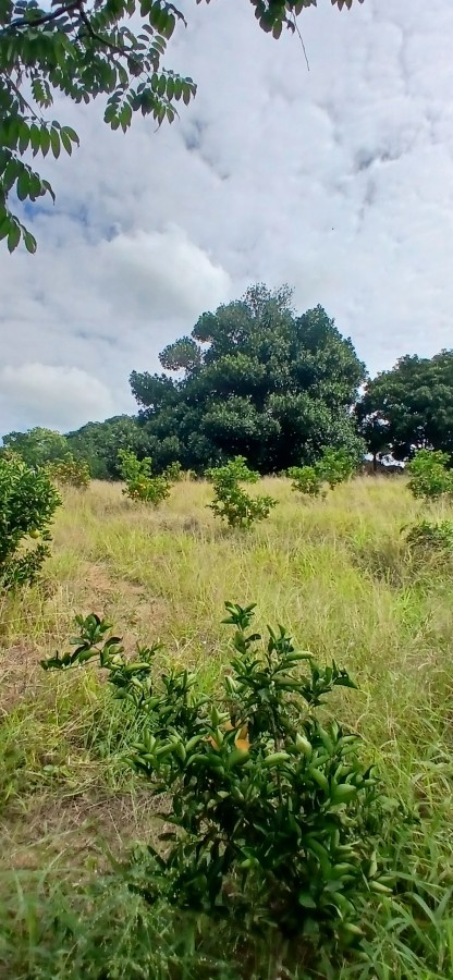 Sítio à venda com 3 quartos, 67000m² - Foto 37