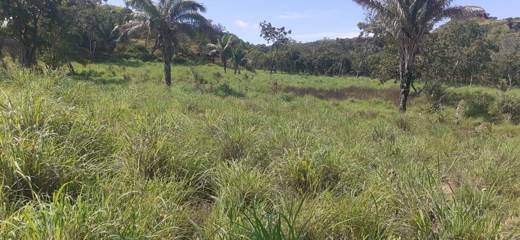 Fazenda à venda com 3 quartos, 10m² - Foto 27