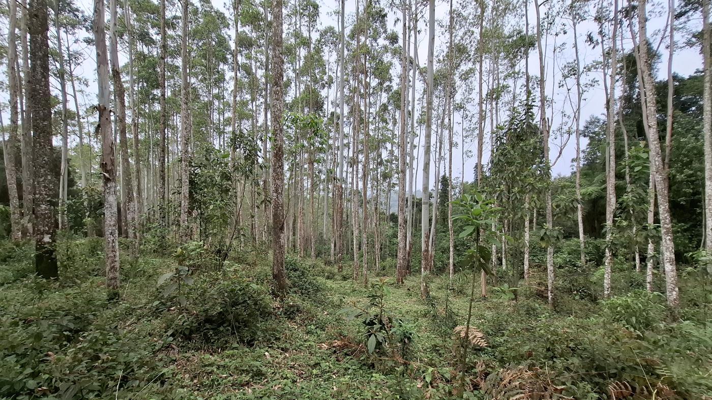 Fazenda à venda, 277963m² - Foto 19