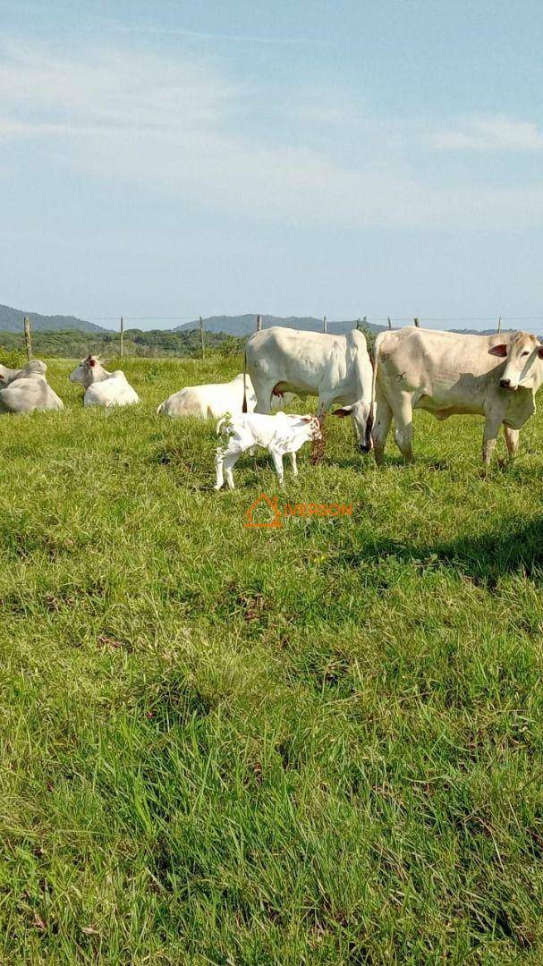 Fazenda à venda com 2 quartos, 2662000M2 - Foto 21