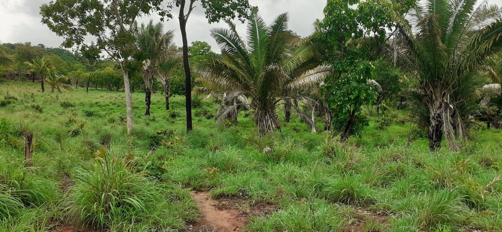 Fazenda à venda com 3 quartos, 10m² - Foto 15