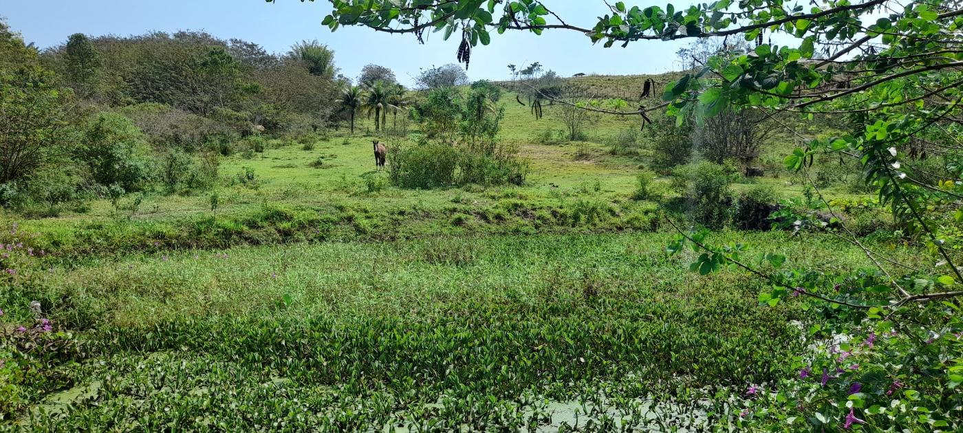 Fazenda à venda com 2 quartos, 20000m² - Foto 4