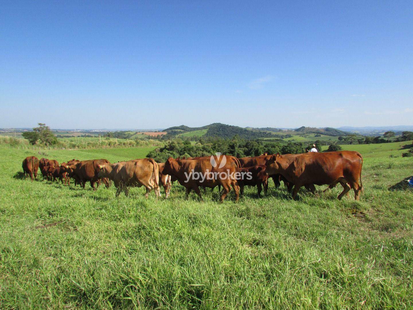 Fazenda à venda com 11 quartos, 1000m² - Foto 13