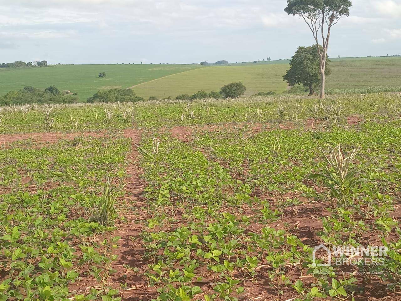 Sítio à venda com 1 quarto, 54450M2 - Foto 1