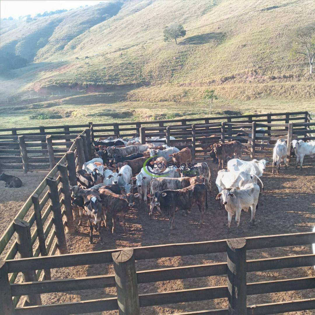 Fazenda à venda, 3388000M2 - Foto 10