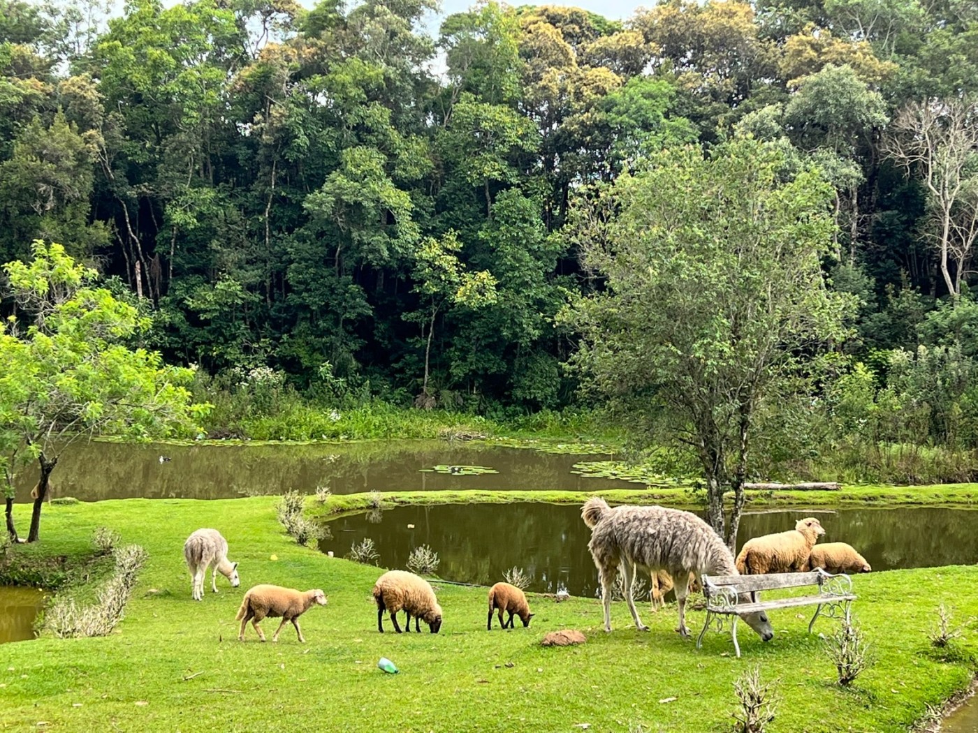 Fazenda à venda, 24200m² - Foto 1