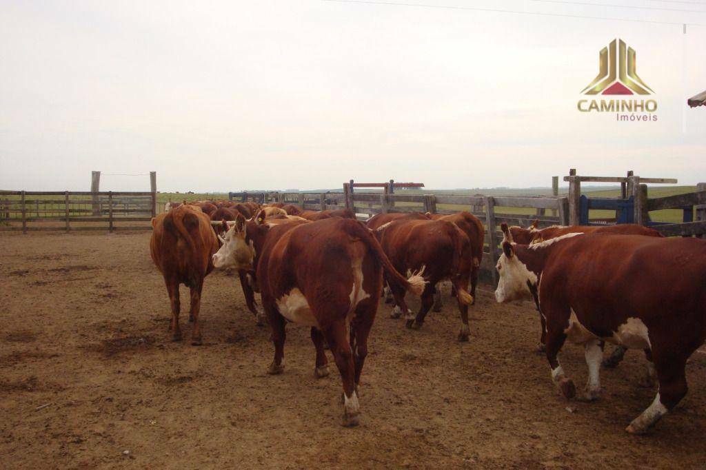 Fazenda à venda com 5 quartos, 33455000M2 - Foto 62