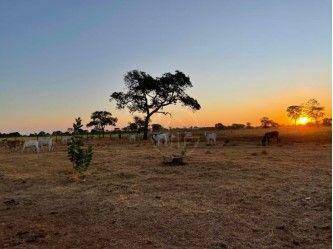 Fazenda à venda, 49260000M2 - Foto 16