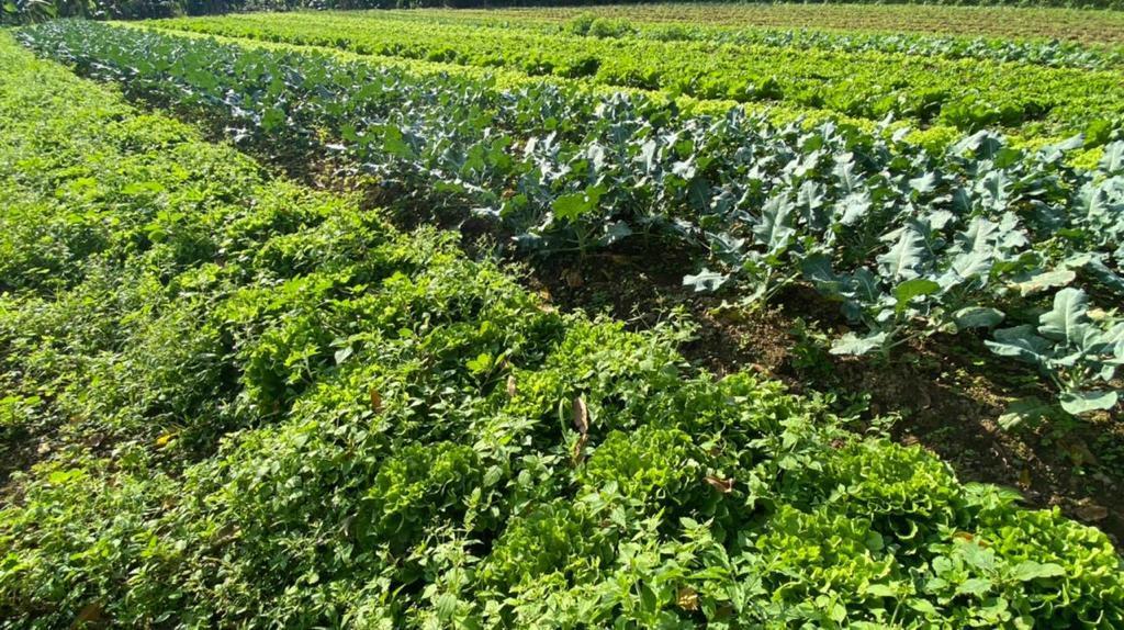 Fazenda à venda com 3 quartos, 12000m² - Foto 17