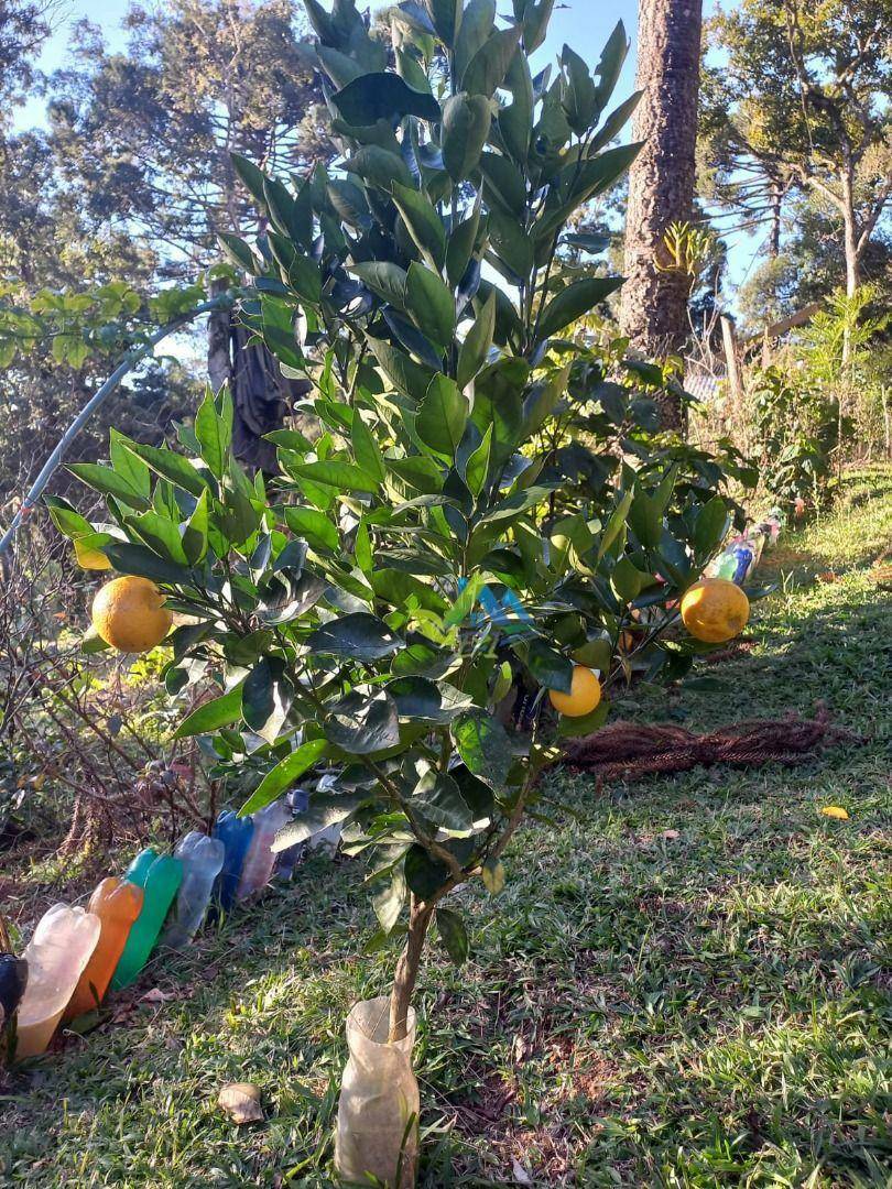 Chácara à venda com 3 quartos, 100m² - Foto 8