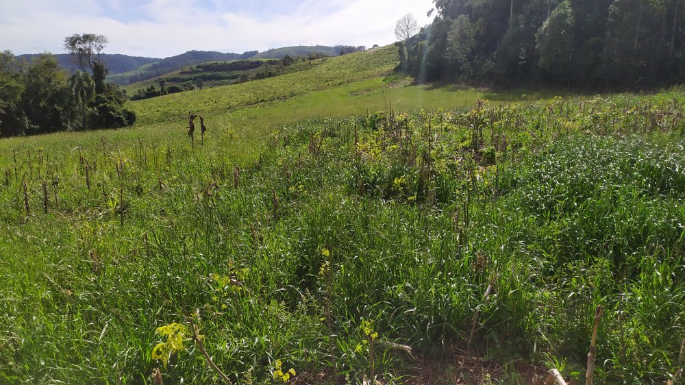 Fazenda à venda com 4 quartos, 12m² - Foto 17