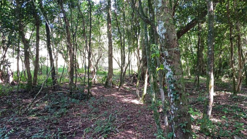 Sítio à venda com 1 quarto, 20000m² - Foto 1