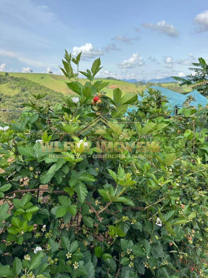 Fazenda à venda com 3 quartos, 52000m² - Foto 39