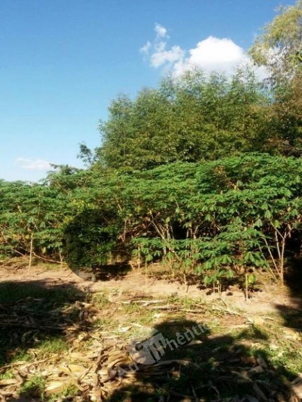 Sítio à venda com 2 quartos, 10084m² - Foto 18