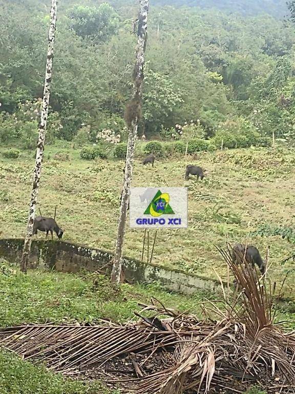 Fazenda à venda com 3 quartos, 13190400M2 - Foto 6