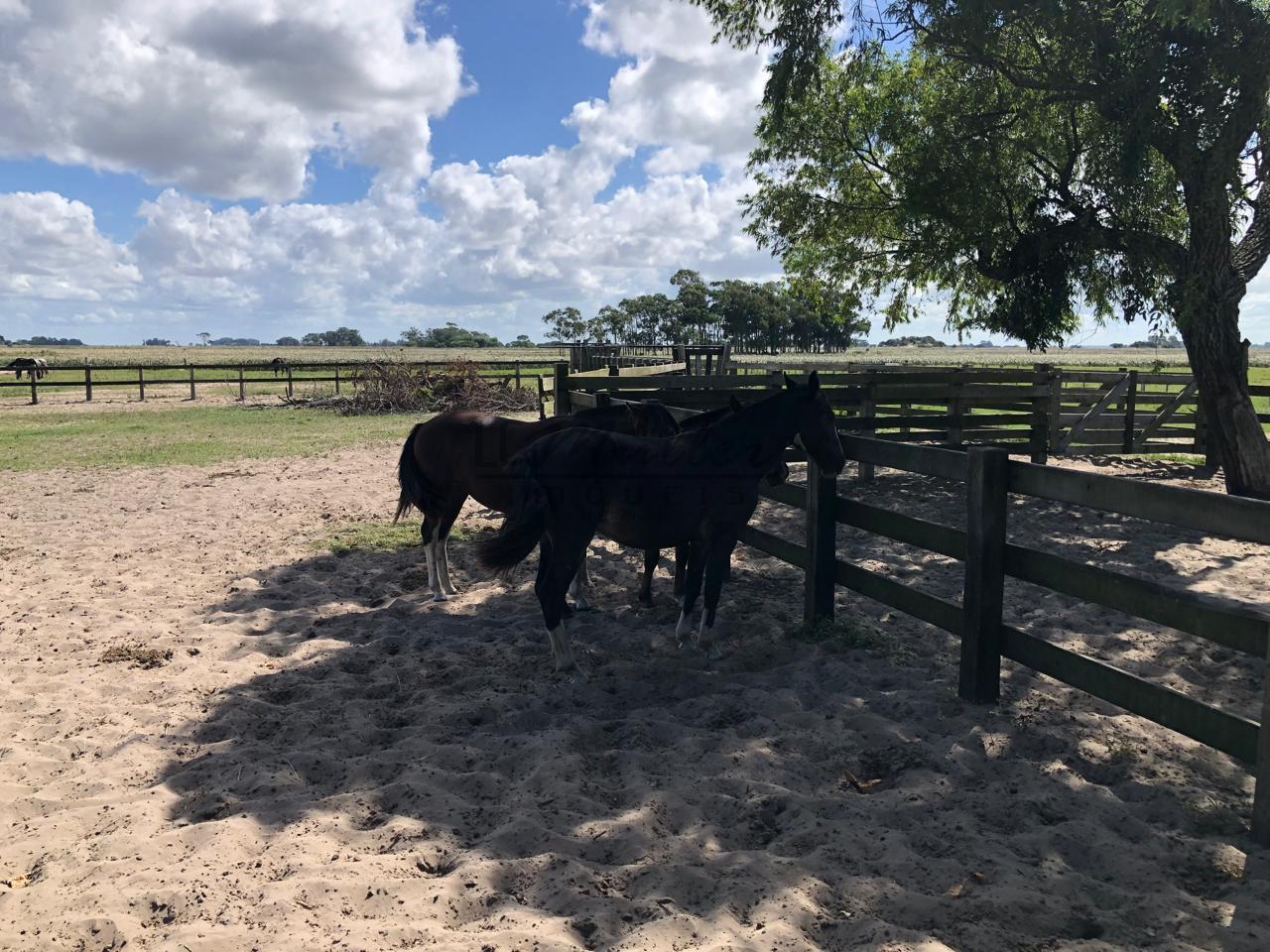 Fazenda à venda, 2300m² - Foto 32