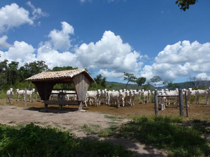 Chácara à venda, 1200m² - Foto 15