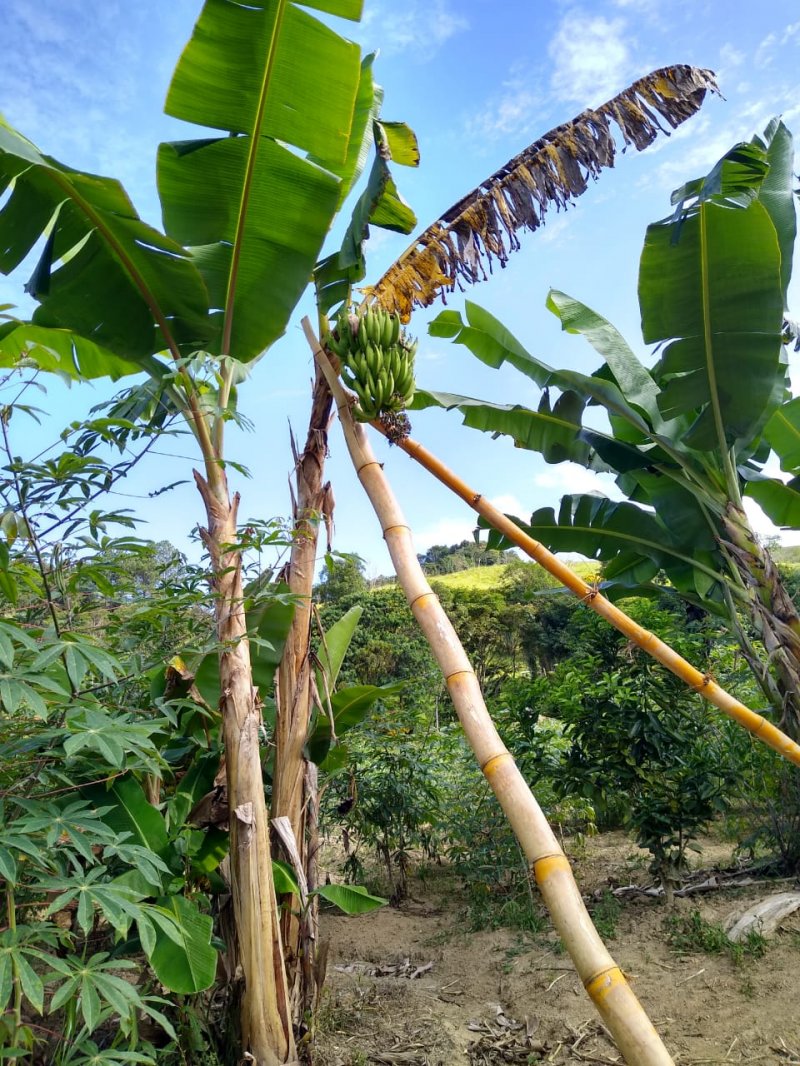 Fazenda à venda com 2 quartos, 120m² - Foto 4