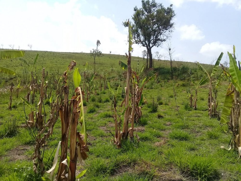 Fazenda à venda, 10m² - Foto 8