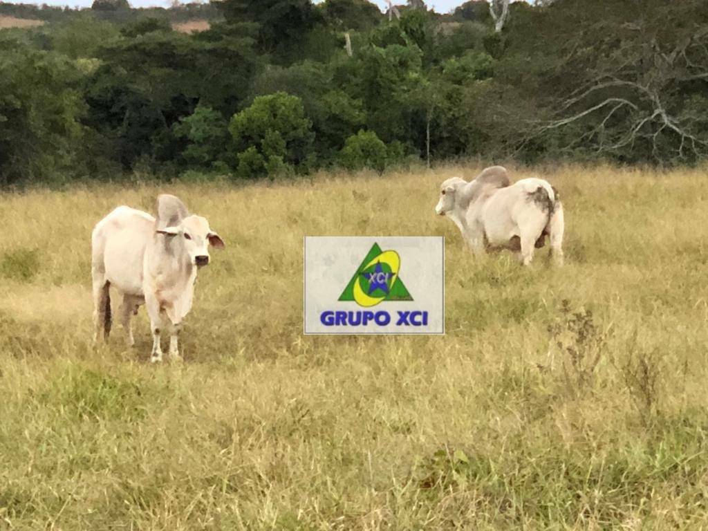 Fazenda à venda, 11522000M2 - Foto 11