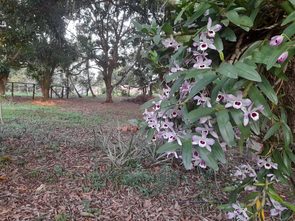 Chácara à venda com 2 quartos, 4000m² - Foto 23