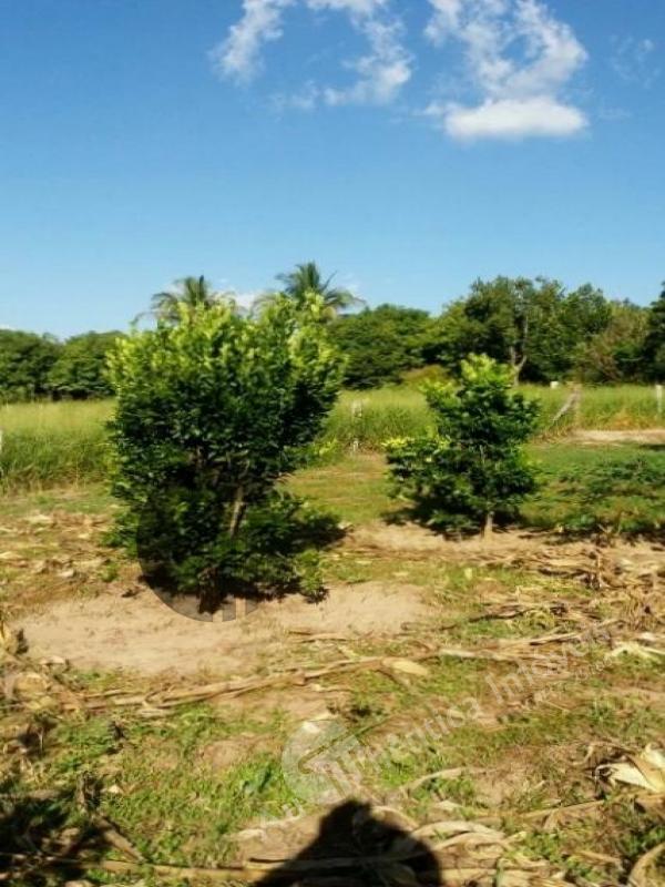 Sítio à venda com 2 quartos, 10084m² - Foto 22