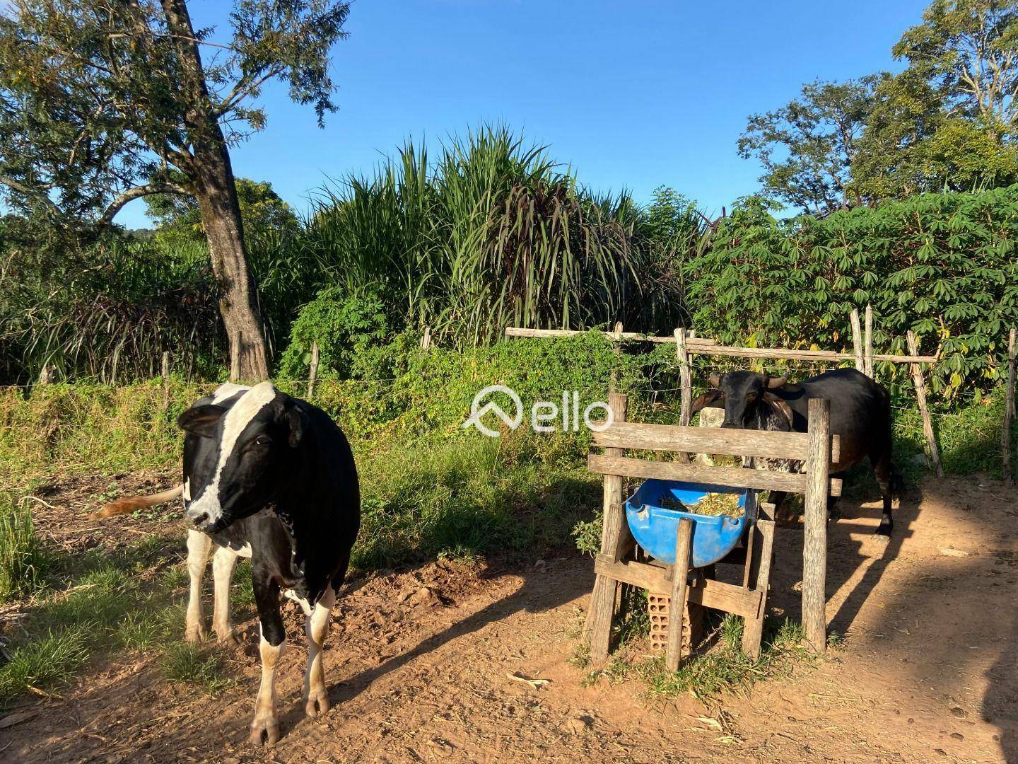 Sítio à venda com 6 quartos, 22700M2 - Foto 6