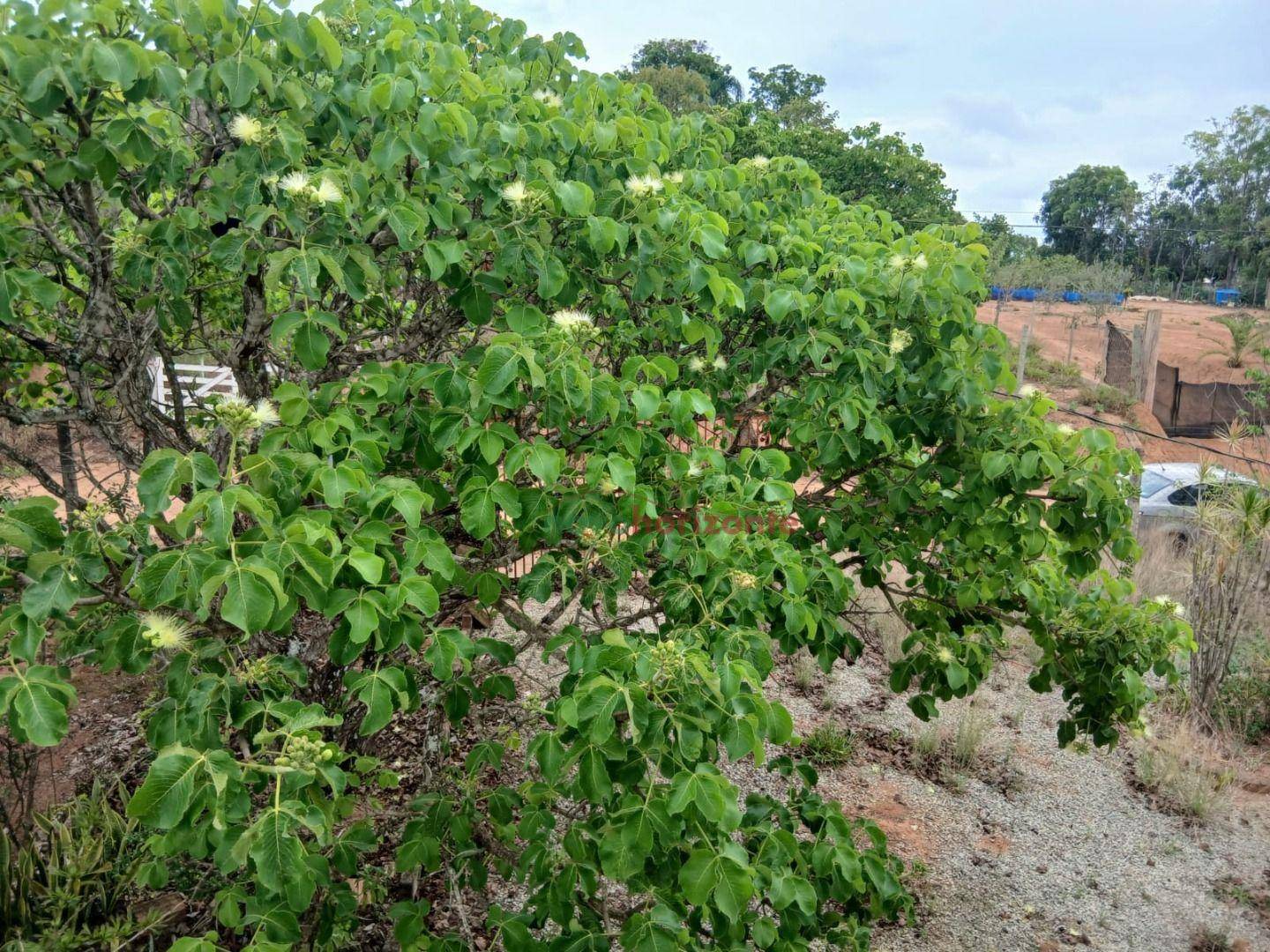 Chácara, 2000 m² - Foto 4