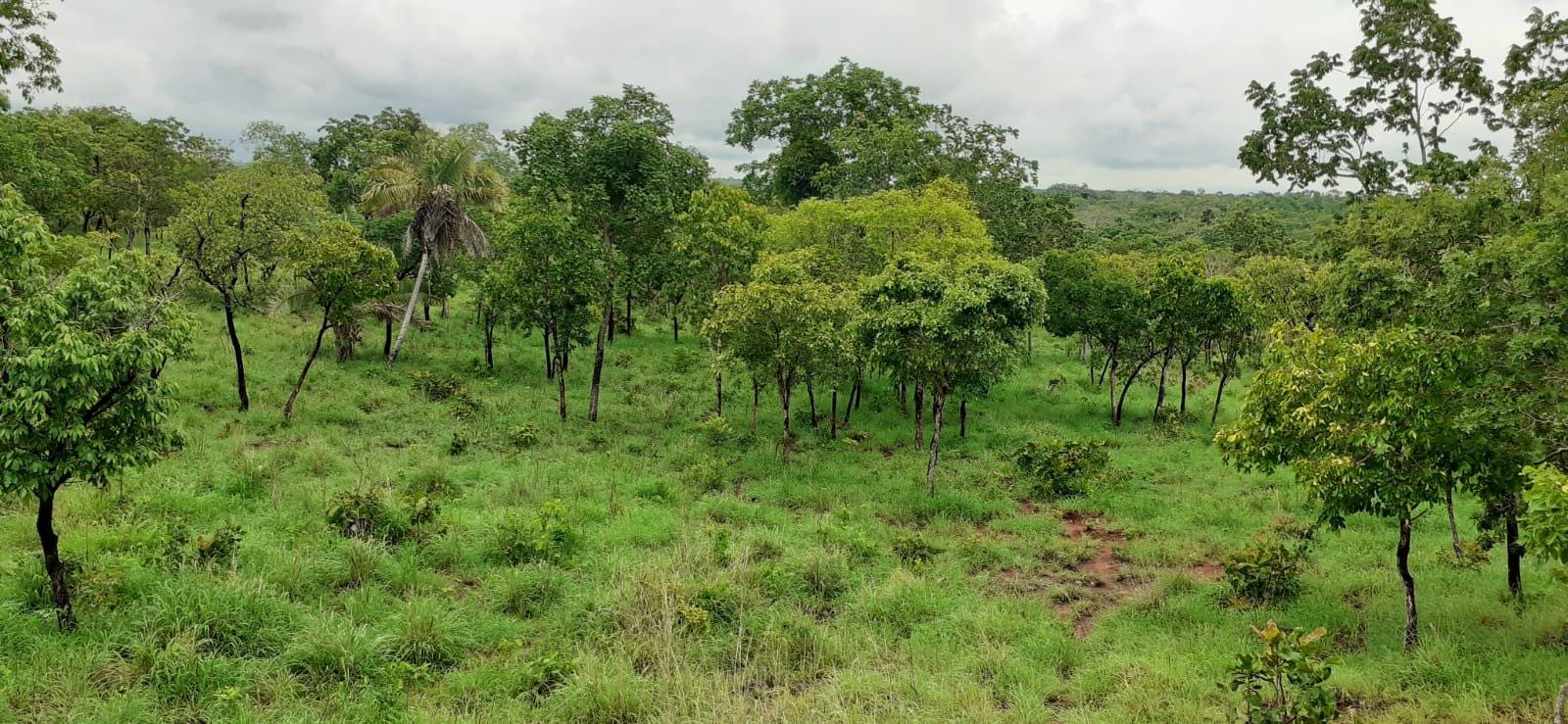 Fazenda à venda com 3 quartos, 10m² - Foto 13