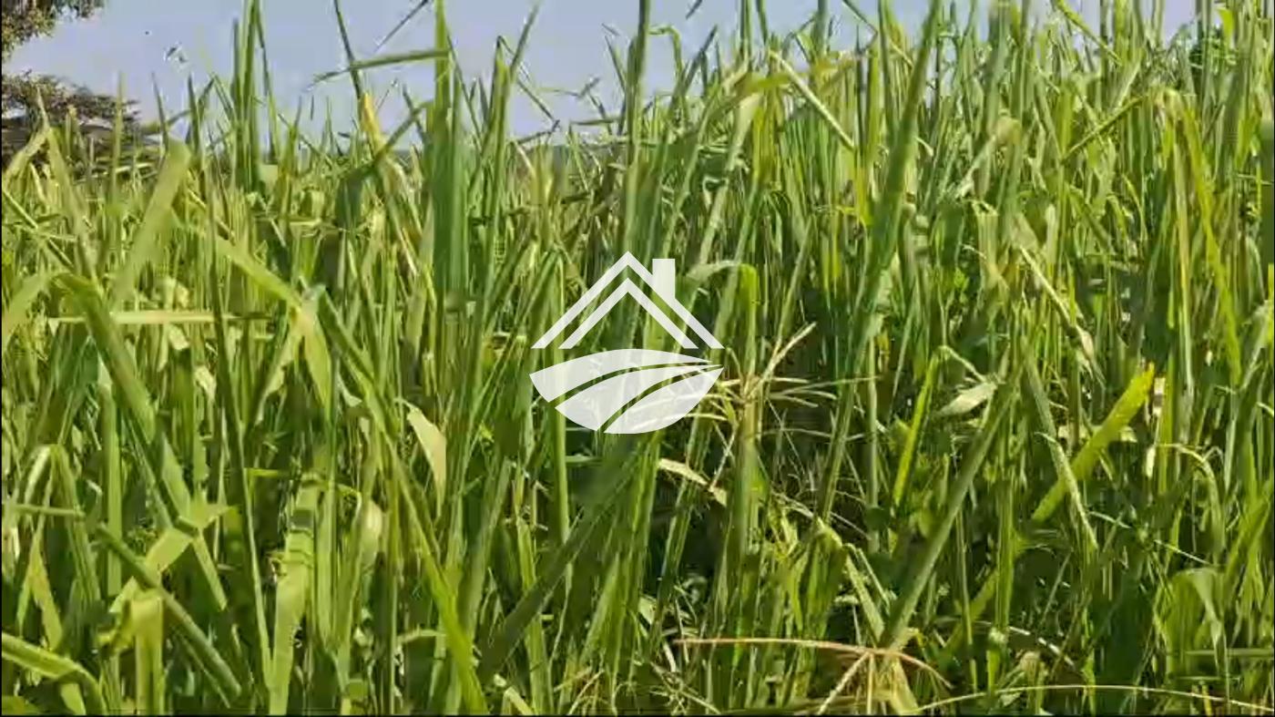 Fazenda-Sítio-Chácara, 1 m² - Foto 5