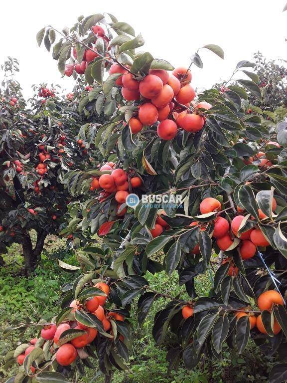 Fazenda à venda com 11 quartos, 440000M2 - Foto 81