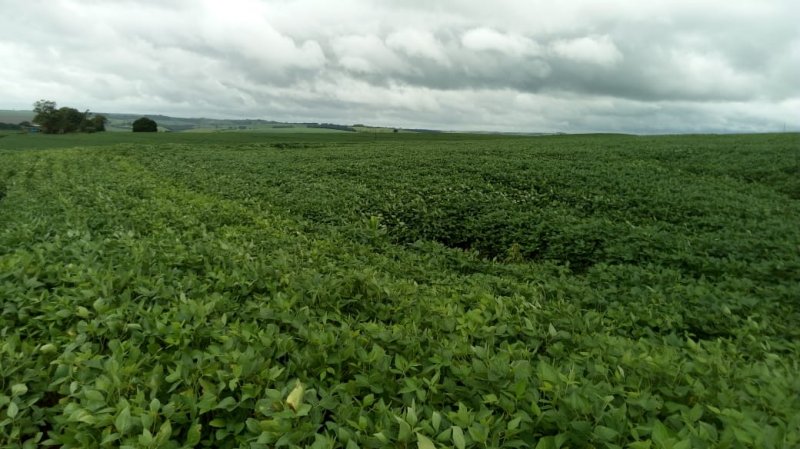 Fazenda, 108 hectares - Foto 14