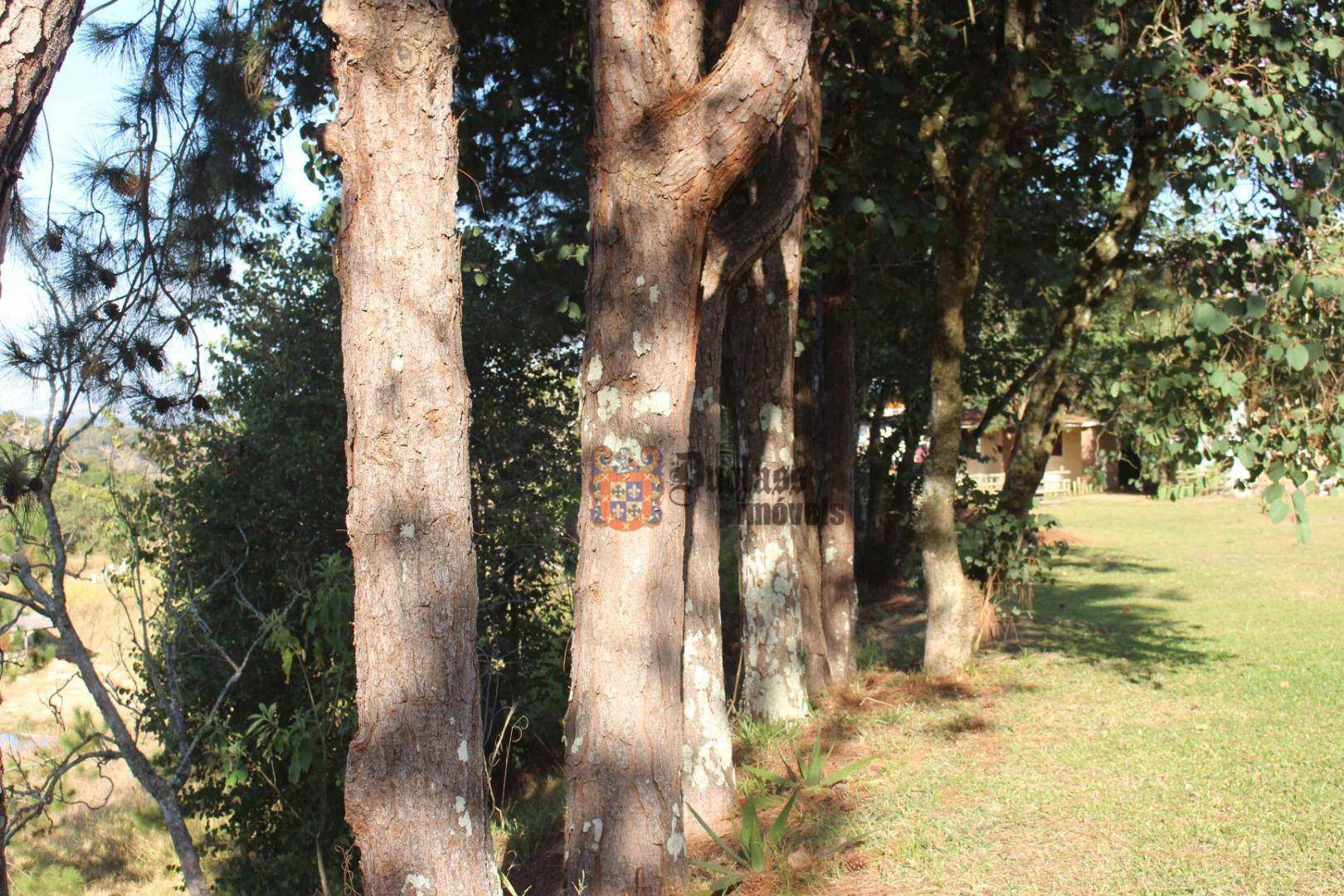 Sítio à venda com 19 quartos, 1859m² - Foto 202